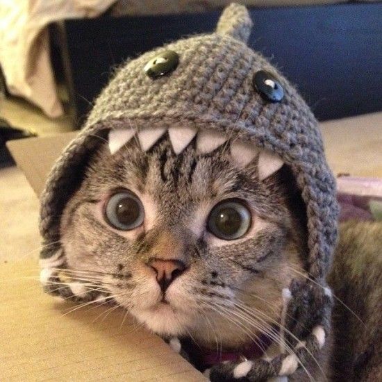 Random cat with a hat image
